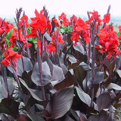 Canna Tropicanna Black Bulbs Perennial Growing Bonsai Roots Rhizomes Corms Tubers Potted Planting Reblooming Fragrant Garden Species Blooms Flower Seeds Plant Gardening