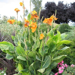 Canna Tropicanna Gold Bulbs Perennial Growing Bonsai Roots Rhizomes Corms Tubers Potted Planting Reblooming Fragrant Garden Species Blooms Flower Seeds Plant Gardening