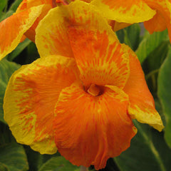 Canna Tropicanna Gold Bulbs Perennial Growing Bonsai Roots Rhizomes Corms Tubers Potted Planting Reblooming Fragrant Garden Species Blooms Flower Seeds Plant Gardening