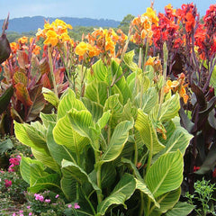 Canna Tropicanna Gold Bulbs Perennial Growing Bonsai Roots Rhizomes Corms Tubers Potted Planting Reblooming Fragrant Garden Species Blooms Flower Seeds Plant Gardening