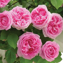 Pink Climbing Rose Seedlings Flower Seeds Perennial Growing Bonsai Corms Tubers Potted Planting Reblooming Fragrant Garden Roots Rhizomes Species Blooms Plant Bulbs Gardening Tree