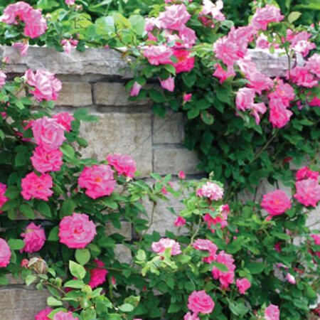 Pink Climbing Rose Seedlings Flower Seeds Perennial Growing Bonsai Corms Tubers Potted Planting Reblooming Fragrant Garden Roots Rhizomes Species Blooms Plant Bulbs Gardening Tree
