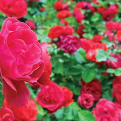 Red Climbing Rose Seedlings Flower Seeds Perennial Growing Bonsai Corms Tubers Potted Planting Reblooming Fragrant Garden Roots Rhizomes Species Blooms Plant Bulbs Gardening Tree