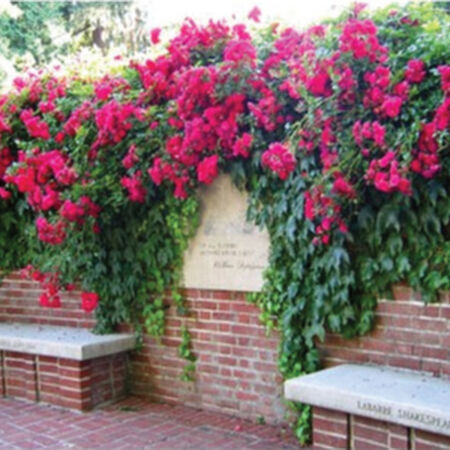 Red Climbing Rose Seedlings Flower Seeds Perennial Growing Bonsai Corms Tubers Potted Planting Reblooming Fragrant Garden Roots Rhizomes Species Blooms Plant Bulbs Gardening Tree