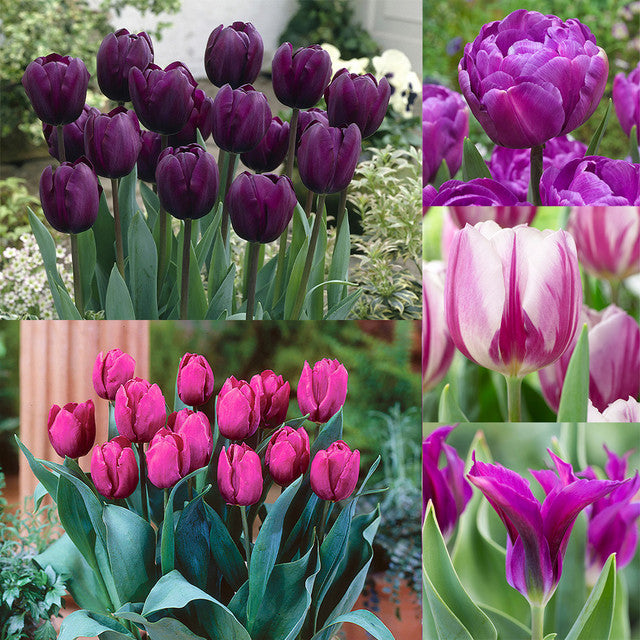 Collection of Blue and Purple Tulip Bulbs Blooms Species Growing Bonsai Roots Rhizomes Corms Tubers Potted Planting Reblooming Fragrant Garden Flower Seeds Plant