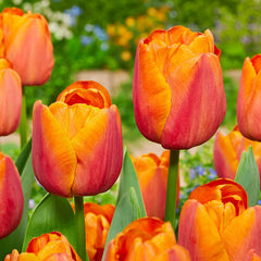 Collection of Orange Tulip Bulbs Blooms Species Growing Bonsai Roots Rhizomes Corms Tubers Potted Planting Reblooming Fragrant Garden Flower Seeds Plant