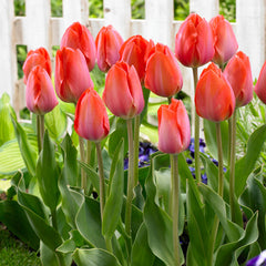 Collection of Orange Tulip Bulbs Blooms Species Growing Bonsai Roots Rhizomes Corms Tubers Potted Planting Reblooming Fragrant Garden Flower Seeds Plant
