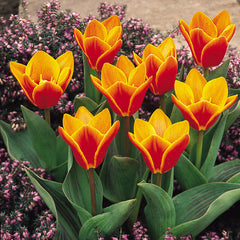 Collection of Orange Tulip Bulbs Blooms Species Growing Bonsai Roots Rhizomes Corms Tubers Potted Planting Reblooming Fragrant Garden Flower Seeds Plant