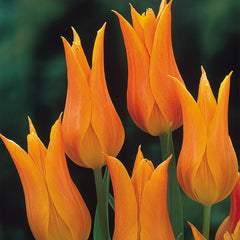 Collection of Orange Tulip Bulbs Blooms Species Growing Bonsai Roots Rhizomes Corms Tubers Potted Planting Reblooming Fragrant Garden Flower Seeds Plant