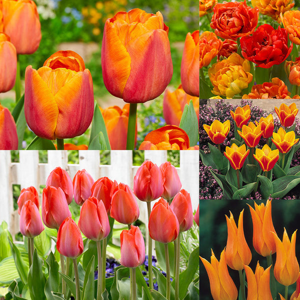 Collection of Orange Tulip Bulbs Blooms Species Growing Bonsai Roots Rhizomes Corms Tubers Potted Planting Reblooming Fragrant Garden Flower Seeds Plant
