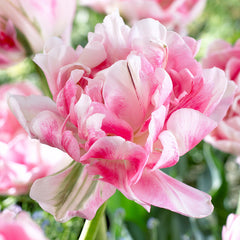 Collection of Pink Tulip Bulbs Blooms Species Growing Bonsai Roots Rhizomes Corms Tubers Potted Planting Reblooming Fragrant Garden Flower Seeds Plant