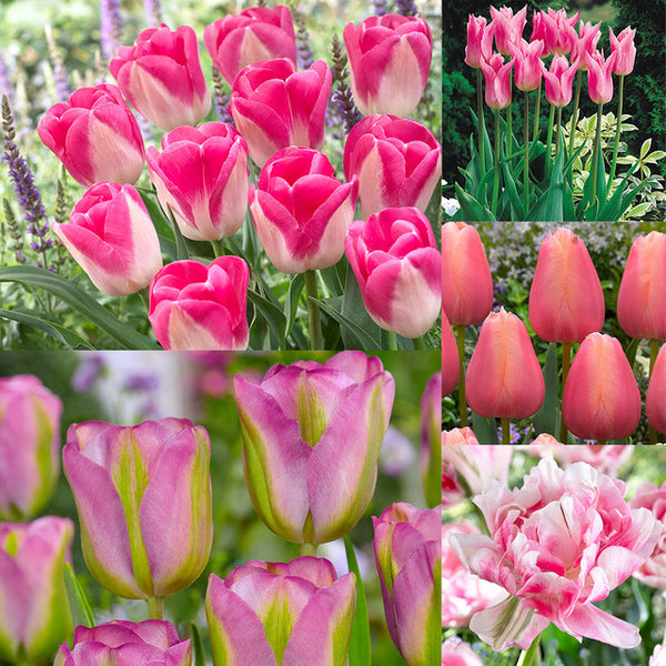 Collection of Pink Tulip Bulbs Blooms Species Growing Bonsai Roots Rhizomes Corms Tubers Potted Planting Reblooming Fragrant Garden Flower Seeds Plant