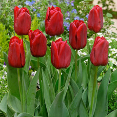 Collection of Red Tulip Bulbs Blooms Species Growing Bonsai Roots Rhizomes Corms Tubers Potted Planting Reblooming Fragrant Garden Flower Seeds Plant