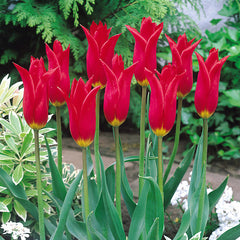 Collection of Red Tulip Bulbs Blooms Species Growing Bonsai Roots Rhizomes Corms Tubers Potted Planting Reblooming Fragrant Garden Flower Seeds Plant