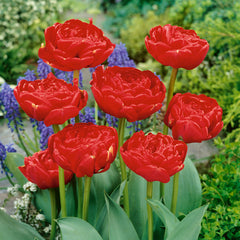 Collection of Red Tulip Bulbs Blooms Species Growing Bonsai Roots Rhizomes Corms Tubers Potted Planting Reblooming Fragrant Garden Flower Seeds Plant