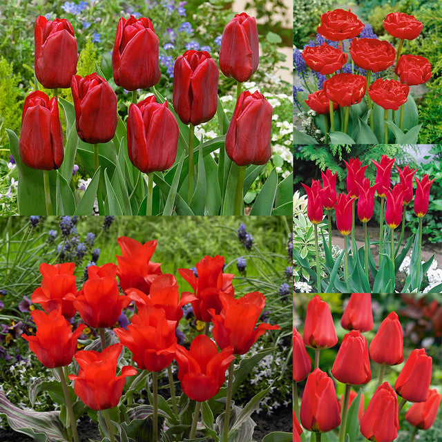 Collection of Red Tulip Bulbs Blooms Species Growing Bonsai Roots Rhizomes Corms Tubers Potted Planting Reblooming Fragrant Garden Flower Seeds Plant