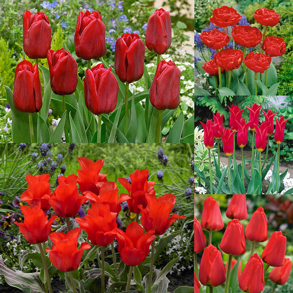Collection of Red Tulip Bulbs Blooms Species Growing Bonsai Roots Rhizomes Corms Tubers Potted Planting Reblooming Fragrant Garden Flower Seeds Plant