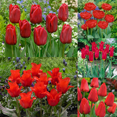 Collection of Red Tulip Bulbs Blooms Species Growing Bonsai Roots Rhizomes Corms Tubers Potted Planting Reblooming Fragrant Garden Flower Seeds Plant
