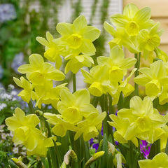 Collection of Thalia and Stint Daffodil Bulbs Blooms Species Growing Bonsai Roots Rhizomes Corms Tubers Potted Planting Reblooming Fragrant Garden Flower Seeds Plant - Seedsplant