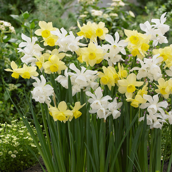 Collection of Thalia and Stint Daffodil Bulbs Blooms Species Growing Bonsai Roots Rhizomes Corms Tubers Potted Planting Reblooming Fragrant Garden Flower Seeds Plant