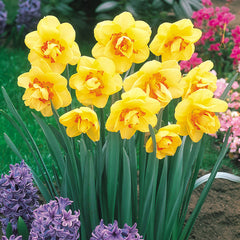 Collection of White Lion, Delnashaugh and Tahiti Daffodil Bulbs Blooms Species Growing Bonsai Roots Rhizomes Corms Tubers Potted Planting Reblooming Fragrant Garden Flower Seeds Plant