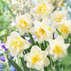 Collection of White Lion, Delnashaugh and Tahiti Daffodil Bulbs Blooms Species Growing Bonsai Roots Rhizomes Corms Tubers Potted Planting Reblooming Fragrant Garden Flower Seeds Plant