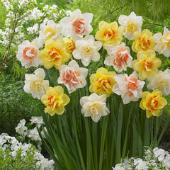 Collection of White Lion, Delnashaugh and Tahiti Daffodil Bulbs Blooms Species Growing Bonsai Roots Rhizomes Corms Tubers Potted Planting Reblooming Fragrant Garden Flower Seeds Plant