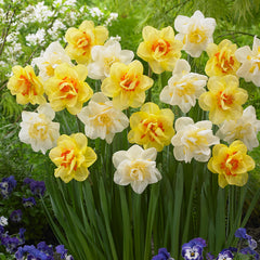 Collection of White Lion and Tahiti Daffodil Bulbs Blooms Species Growing Bonsai Roots Rhizomes Corms Tubers Potted Planting Reblooming Fragrant Garden Flower Seeds Plant