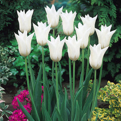 Collection of White Tulip Bulbs Blooms Species Growing Bonsai Roots Rhizomes Corms Tubers Potted Planting Reblooming Fragrant Garden Flower Seeds Plant