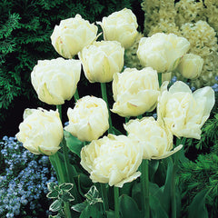 Collection of White Tulip Bulbs Blooms Species Growing Bonsai Roots Rhizomes Corms Tubers Potted Planting Reblooming Fragrant Garden Flower Seeds Plant