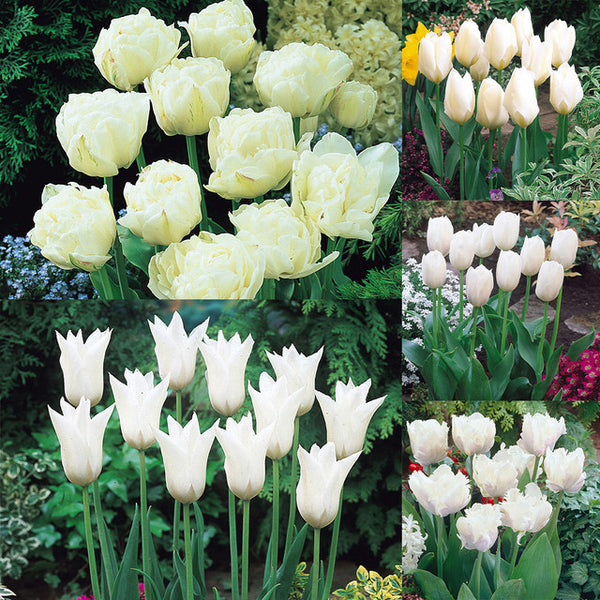 Collection of White Tulip Bulbs Blooms Species Growing Bonsai Roots Rhizomes Corms Tubers Potted Planting Reblooming Fragrant Garden Flower Seeds Plant