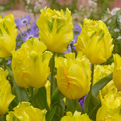 Collection of Yellow Tulip Bulbs Blooms Species Growing Bonsai Roots Rhizomes Corms Tubers Potted Planting Reblooming Fragrant Garden Flower Seeds Plant