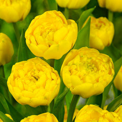 Collection of Yellow Tulip Bulbs Blooms Species Growing Bonsai Roots Rhizomes Corms Tubers Potted Planting Reblooming Fragrant Garden Flower Seeds Plant