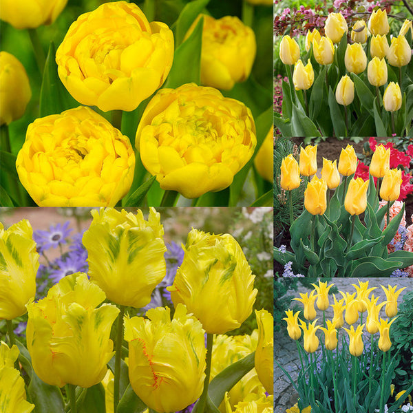 Collection of Yellow Tulip Bulbs Blooms Species Growing Bonsai Roots Rhizomes Corms Tubers Potted Planting Reblooming Fragrant Garden Flower Seeds Plant