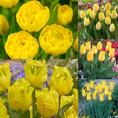 Collection of Yellow Tulip Bulbs Blooms Species Growing Bonsai Roots Rhizomes Corms Tubers Potted Planting Reblooming Fragrant Garden Flower Seeds Plant