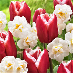 Spring Romance Blend - Tulip Bulbs & Daffodil Blooms Species Growing Bonsai Roots Rhizomes Corms Tubers Potted Planting Reblooming Fragrant Garden Flower Seeds Plant