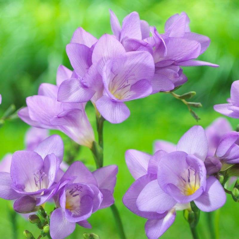 planting freesia seeds Blue Purple Freesia Bulbs Growing Bonsai Roots Rhizomes Corms Tubers Potted Planting Reblooming Fragrant Garden Species Blooms Flower Seeds Plant Gardening