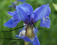 Iris species Iris Roots Bulbs Garden Fragrant Flower Seeds Plants Multiply Rapidly Gorgeous Reblooming Home Balcony Bonsai Hybrids Spanish Irises Dutch Irises