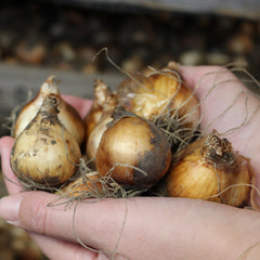 Jonquilla Narcissus Collection Daffodil Narcissus Bulbs Blooms Species Growing Bonsai Roots Rhizomes Corms Tubers Potted Planting Reblooming Fragrant Garden Flower Seeds Plant