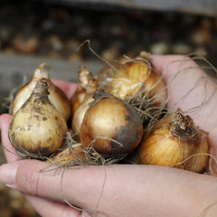 Narcissus Dolly Mollinger Daffodil Bulbs Blooms Species Growing Bonsai Roots Rhizomes Corms Tubers Potted Planting Reblooming Fragrant Garden Flower Seeds Plant