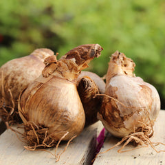 Narcissi Palmares Daffodil Bulbs Blooms Species Growing Bonsai Roots Rhizomes Corms Tubers Potted Planting Reblooming Fragrant Garden Flower Seeds Plant