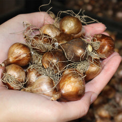 Narcissus Thalia  Daffodil Bulbs Blooms Species Growing Bonsai Roots Rhizomes Corms Tubers Potted Planting Reblooming Fragrant Garden Flower Seeds Plant - Seedsplant