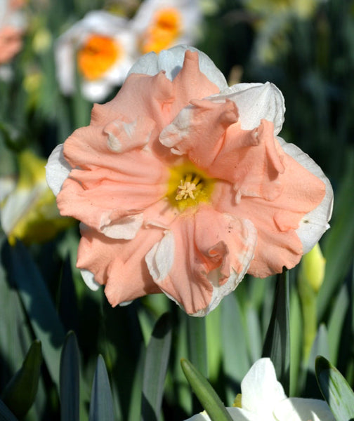 Daffodil Apricot Whirl Narcissus Bulbs Blooms Species Growing Bonsai Roots Rhizomes Corms Tubers Potted Planting Reblooming Fragrant Garden Flower Seeds Plant