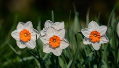 Daffodil Barret Browning Narcissus Bulbs Blooms Species Growing Bonsai Roots Rhizomes Corms Tubers Potted Planting Reblooming Fragrant Garden Flower Seeds Plant