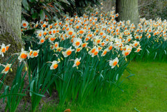 Daffodil Barret Browning Narcissus Bulbs Blooms Species Growing Bonsai Roots Rhizomes Corms Tubers Potted Planting Reblooming Fragrant Garden Flower Seeds Plant