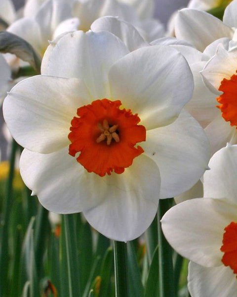 Daffodil Barret Browning Narcissus Bulbs Blooms Species Growing Bonsai Roots Rhizomes Corms Tubers Potted Planting Reblooming Fragrant Garden Flower Seeds Plant