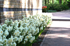 Daffodil Bridal Crown Narcissus Bulbs Blooms Species Growing Bonsai Roots Rhizomes Corms Tubers Potted Planting Reblooming Fragrant Garden Flower Seeds Plant