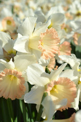 Daffodil British Gamble Narcissus Bulbs Blooms Species Growing Bonsai Roots Rhizomes Corms Tubers Potted Planting Reblooming Fragrant Garden Flower Seeds Plant