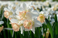 Daffodil British Gamble Narcissus Bulbs Blooms Species Growing Bonsai Roots Rhizomes Corms Tubers Potted Planting Reblooming Fragrant Garden Flower Seeds Plant