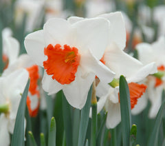 Daffodil Decoy Narcissus Bulbs Blooms Species Growing Bonsai Roots Rhizomes Corms Tubers Potted Planting Reblooming Fragrant Garden Flower Seeds Plant - Seedsplant